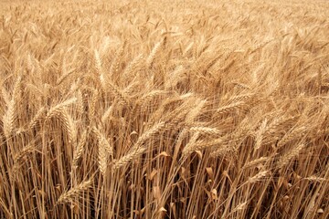 A part of a huge wheat field in summer