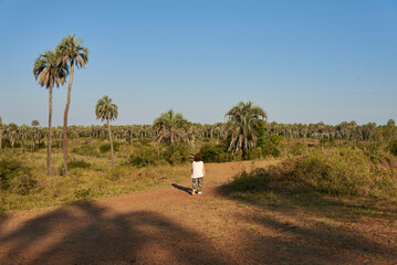 Tourist woman walking in El Palmar National Park, in Entre Rios, Argentina, a protected area where the endemic Butia yatay palmtree is found. Concepts: ecological tourism, protection of native species