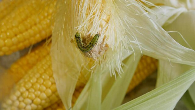 the green caterpillar pest gnaws on the cob of fresh corn and the feces product is exhaled from the insect in real time. The caterpillar eats and shits