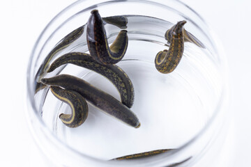 well-fed, full of blood medical leeches in a glass jar after the procedure