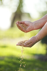 women's hands pour wheat grains through their fingers. Spring harvest from the fields. Close-up. The concept of agriculture