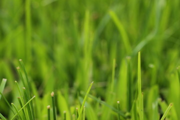 Obraz premium green grass background