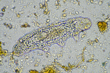 microorganisms and a tardigrade in a soil sample on a farm 