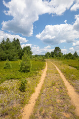Fototapeta na wymiar Old Rail line through Algonquin Park field with trees and white clouds in blue summer sky.