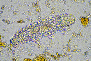 microorganisms living under the microscope