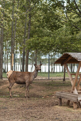 Beautiful strong animals deer in the wild. Nature of Europe. Ecopark. Farmstead. Private zoo.