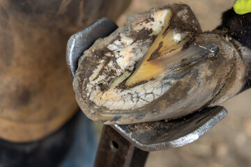 Horse farrier at work - trims and shapes a horse's hooves using rasper and knife. The close-up of...