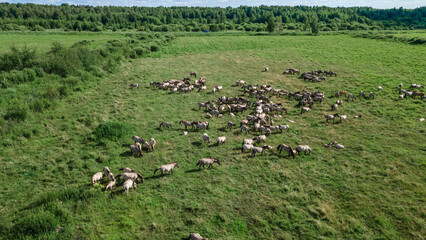 Aerial view of Tarpan horses in nature. Wild horses. Wildlife and nature background. Herd of wild horses Tarpan on the pasture.