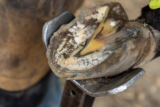 Horse farrier at work - trims and shapes a horse's hooves using rasper and knife. The close-up of horse hoof. White line disease - Powered by Adobe