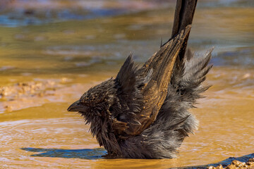 Grey Apostlebird in Queensland Australia