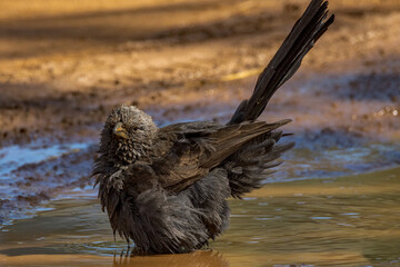 Grey Apostlebird in Queensland Australia
