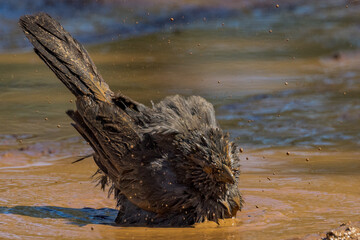 Grey Apostlebird in Queensland Australia