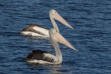 Australian Pelican in Queensland Australia