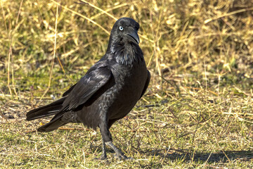 Australian Raven in Queensland Australia