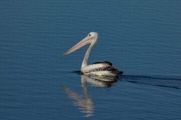 Australian Pelican in Queensland Australia