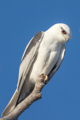 Black-shouldered Kite in Queensland Australia