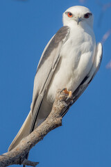 Black-shouldered Kite in Queensland Australia