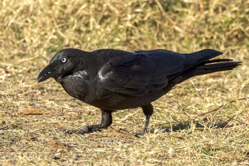 Australian Raven in Queensland Australia