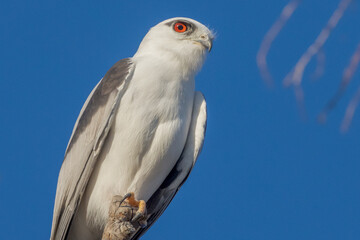 Black-shouldered Kite in Queensland Australia