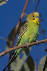 Wild Budgerigar in Queensland Australia