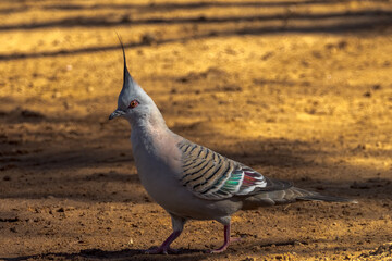 Crested Pigeon in Queensland Australia