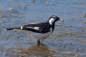 Magpie Lark in Queensland Australia
