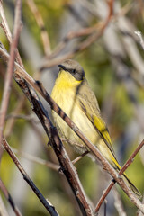 Grey-headed Honeyeater in Queensland Australia