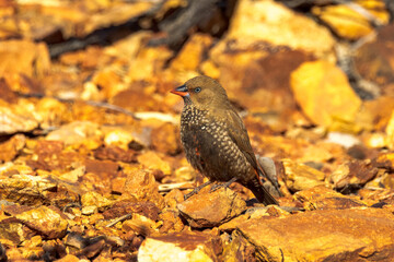Painted Firetail Finch in Queensland Australia