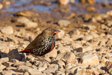 Painted Firetail Finch in Queensland Australia