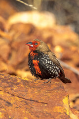 Painted Firetail Finch in Queensland Australia