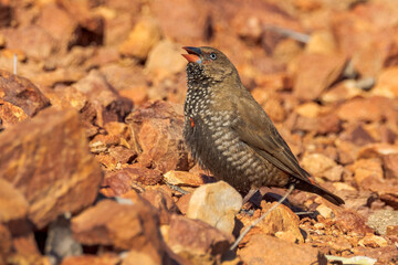 Painted Firetail Finch in Queensland Australia