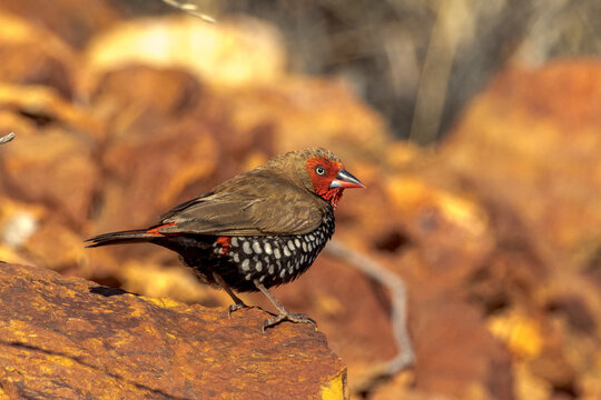 Painted Firetail Finch in Queensland Australia