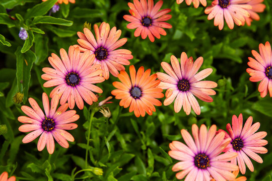 Bright orange and purple African Daisy bloom in a garden; beautiful, lush osteospermum flowers growing in the spring