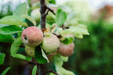 apples in the garden grow co2 neutral and ecological