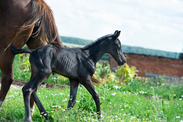 newborn black foal walking at pasture freely with mom. sunny day