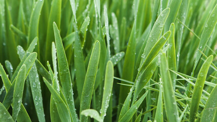 Fototapeta na wymiar Close up of fresh grass with water drops on a summer day. Stock footage. Drops of morning dew on green grass meadow after the rain.
