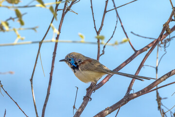 Purple-backed Fairywren in Queensland Australia