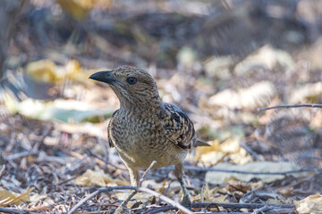Spotted Bowerbird in Queensland Australia
