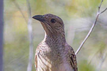 Spotted Bowerbird in Queensland Australia
