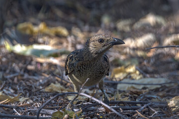 Spotted Bowerbird in Queensland Australia