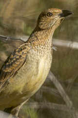 Spotted Bowerbird in Queensland Australia