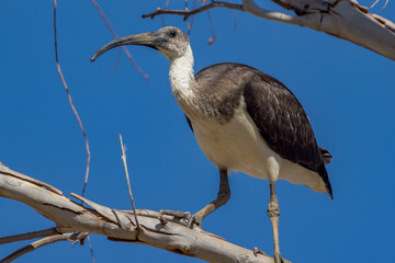 Straw-necked Ibis in Queensland Australia