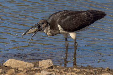 Straw-necked Ibis in Queensland Australia