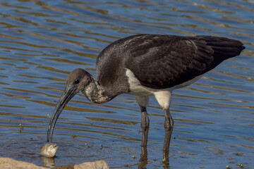 Straw-necked Ibis in Queensland Australia