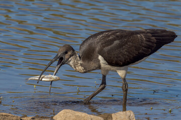 Straw-necked Ibis in Queensland Australia