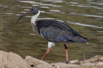 Straw-necked Ibis in Queensland Australia