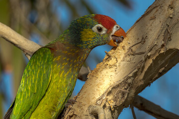 Varied Lorikeet in Queensland Australia