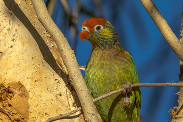 Varied Lorikeet in Queensland Australia