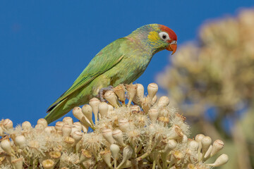 Varied Lorikeet in Queensland Australia