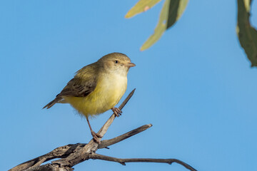Australia's Smallest Bird the Weebill